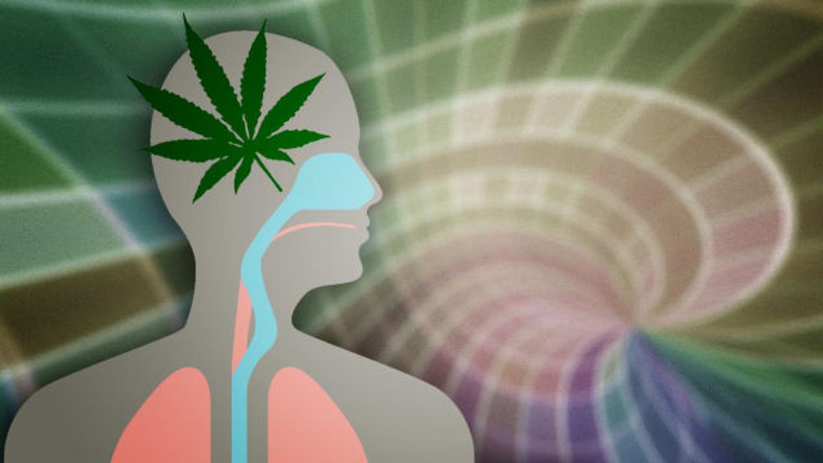 マリファナ 大麻 は脳と体にどんな影響を与えるのか その副作用は ライフハッカー ジャパン