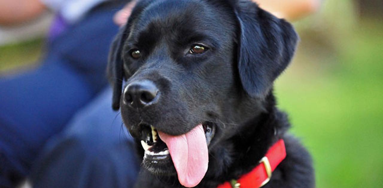 犬にシュガーレスガムは猛毒です ライフハッカー 日本版