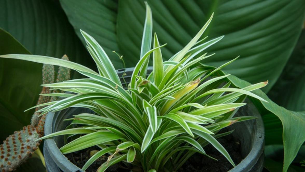 サボテンを枯らしてしまう人でもわかる 観葉植物を枯らさないためのコツ ライフハッカー 日本版