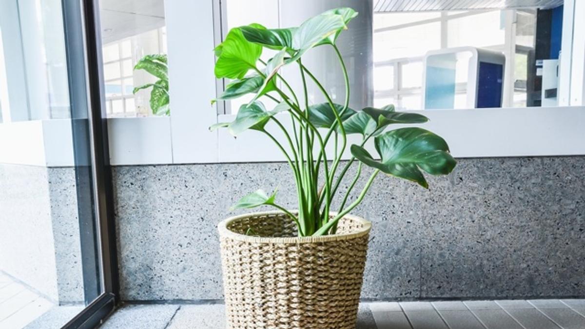 アメリカ化学会が発表 観葉植物には素晴らしい空気清浄効果がある ライフハッカー 日本版 アメリカ化学会が発表 観葉植物には素晴らしい空気清浄効果がある ライフハッカー 日本版