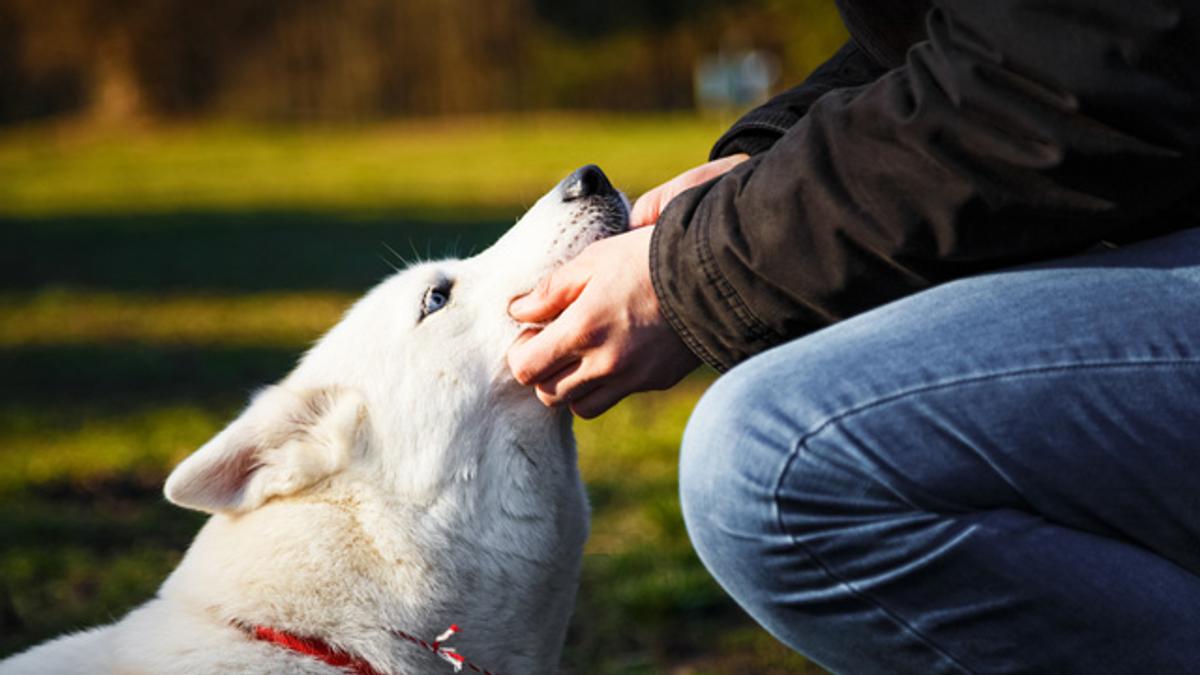 犬が吠えないように訓練するコツ ライフハッカー ジャパン