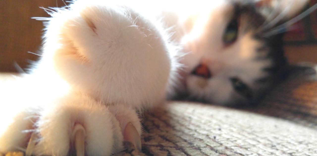 猫の爪 は除去してはいけない理由 ライフハッカー ジャパン