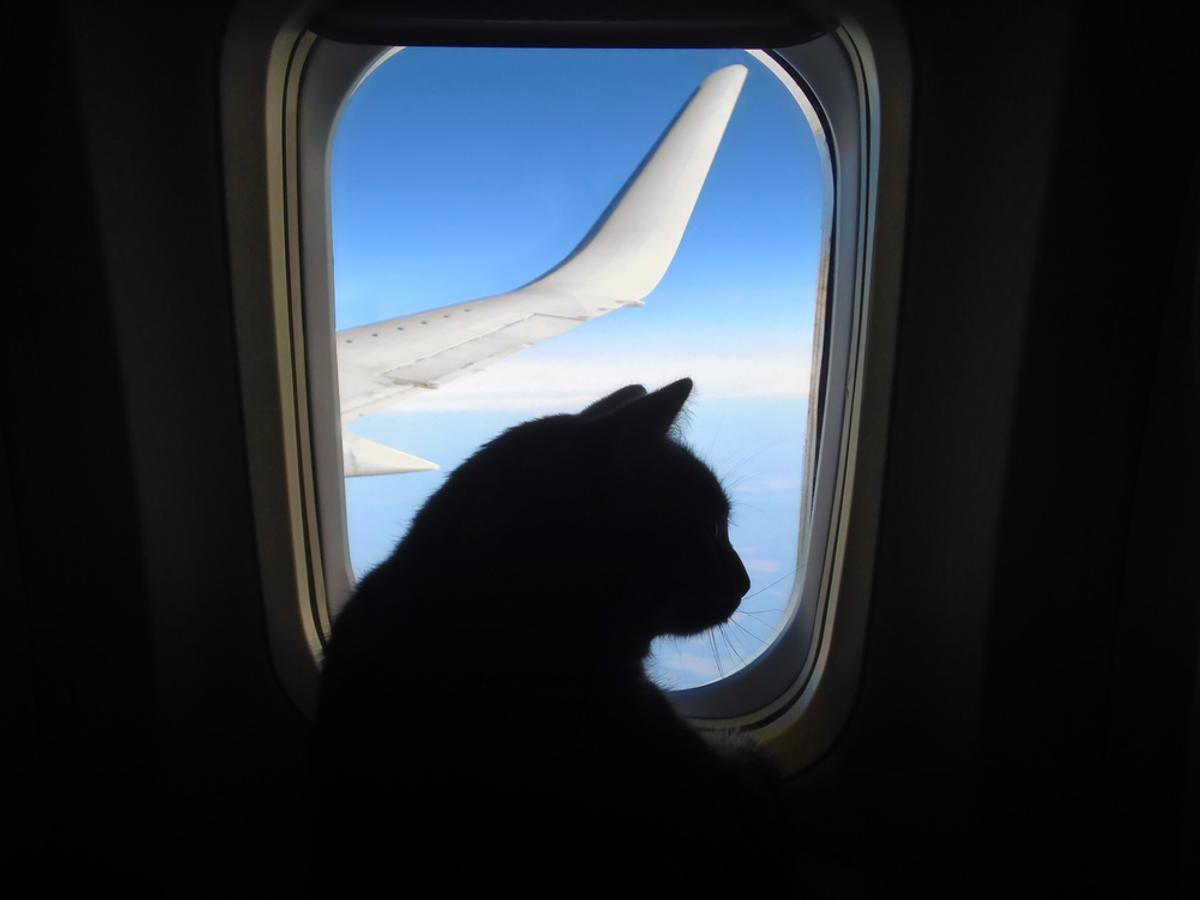 ペットを飛行機に乗せるときの10の注意点 ライフハッカー ジャパン ペットを飛行機に乗せるときの10の注意点 ライフハッカー ジャパン