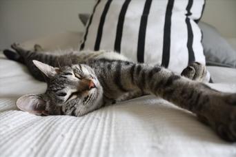 獣医直伝、ネコに安眠を邪魔されないための4つの方法