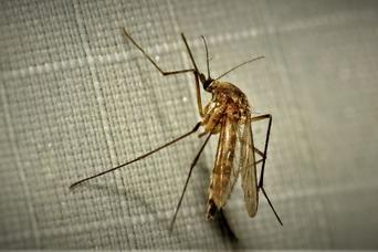 秋の安眠を妨げる蚊を退治する2つの方法