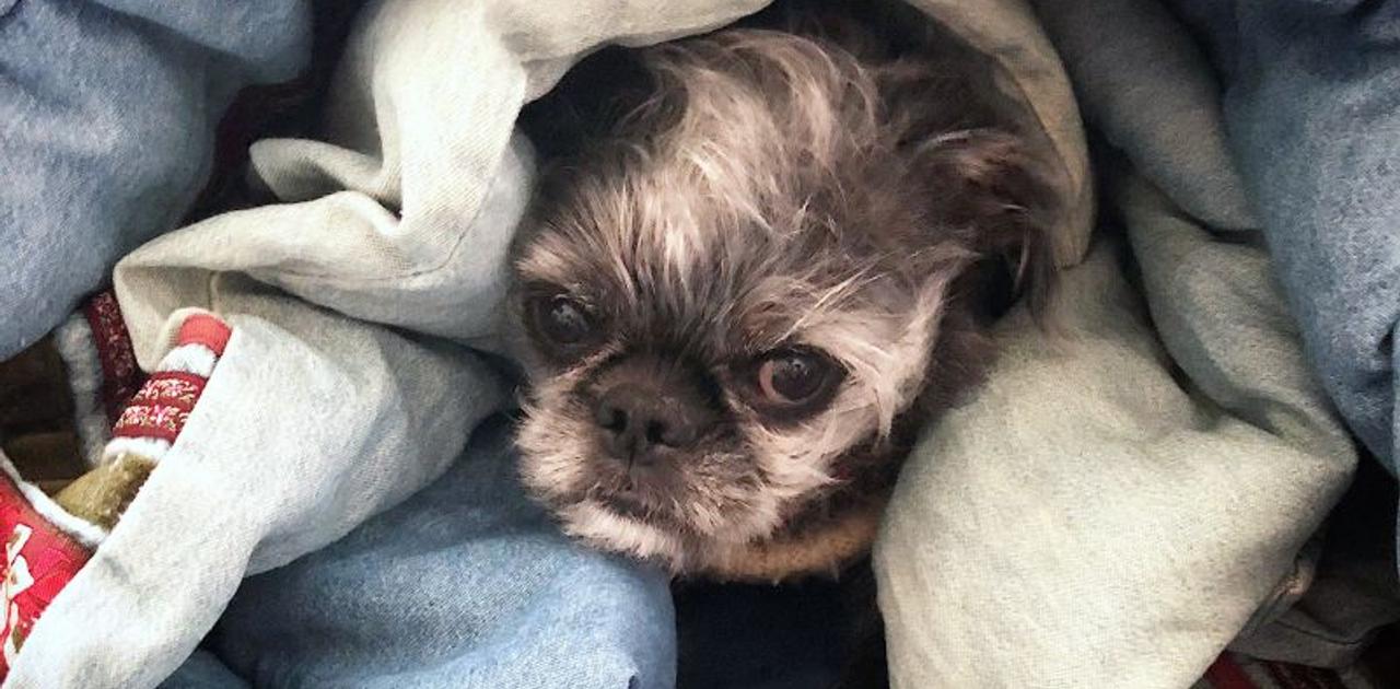 毛布にくるまって寝る犬 かわいいけど窒息しないの ライフハッカー ジャパン