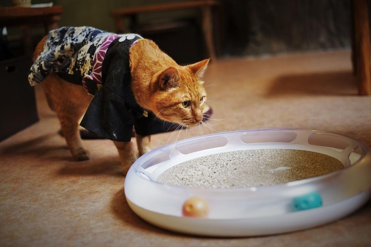 遊ばない猫たちを2秒で魅了する多機能トイ Catscratcher の実力 ライフハッカー ジャパン