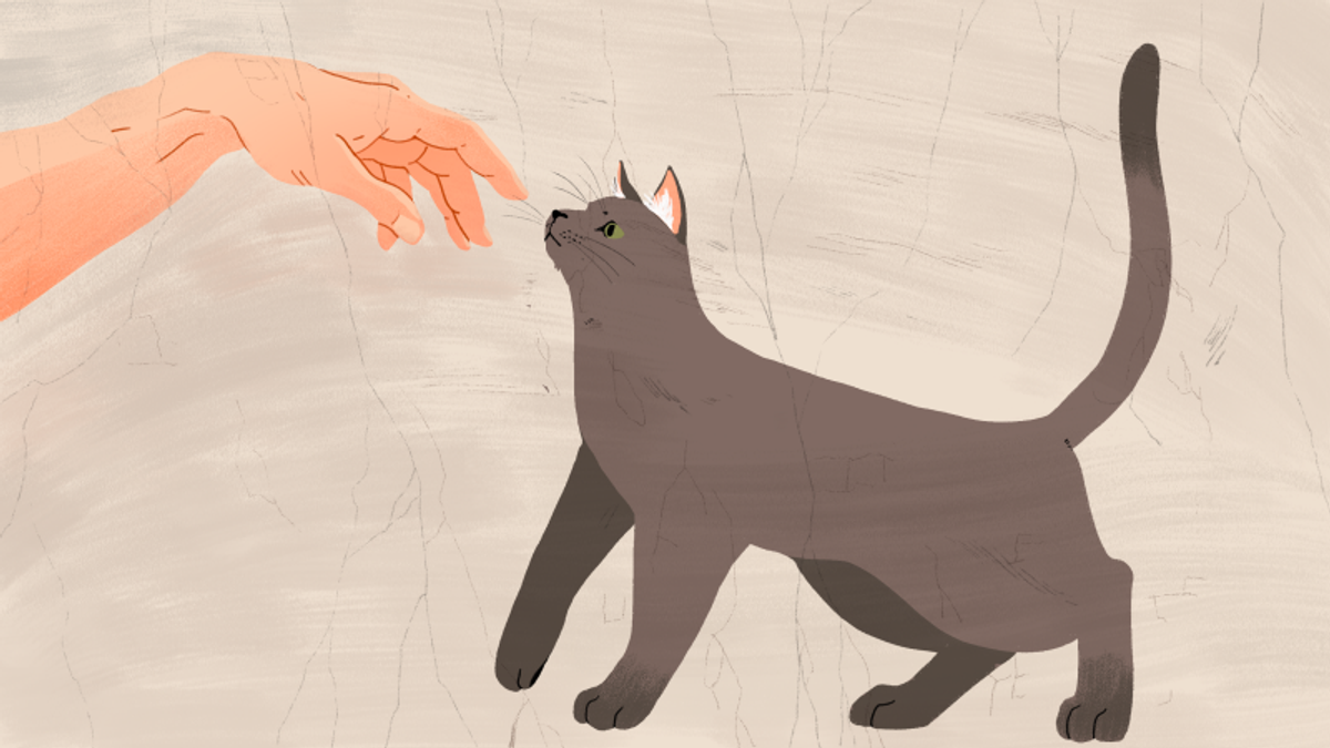 専門家に教えてもらった 本当に猫に好かれる方法 ライフハッカー 日本版