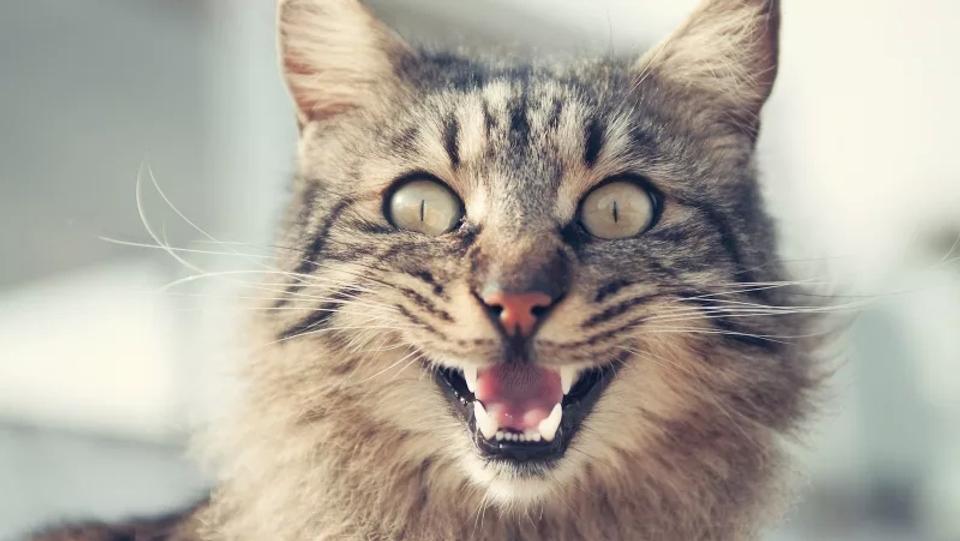 猫アレルギーの原因 治療 対策法は ライフハッカー 日本版