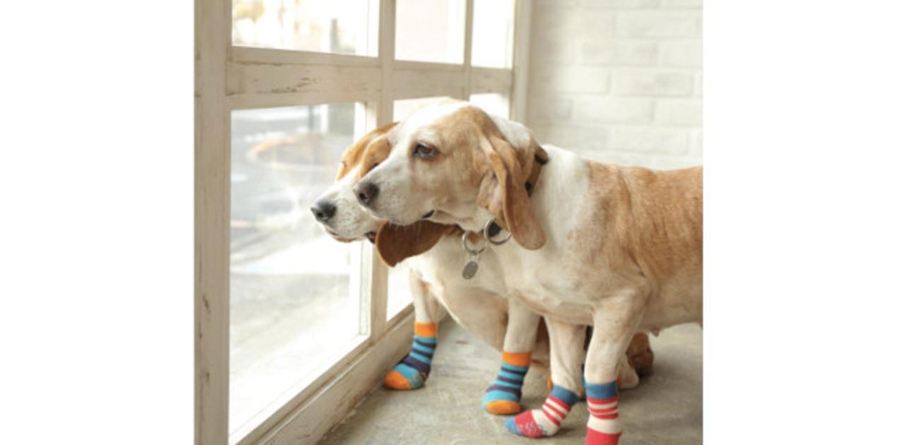 専門店と獣医師がつくった犬用靴下 すべりづらい 老犬の負担が軽減されそう ライフハッカー 日本版