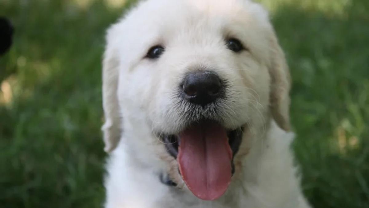 犬のキスから感染症がうつる可能性はある ライフハッカー 日本版 犬のキスから感染症がうつる可能性はある ライフハッカー 日本版