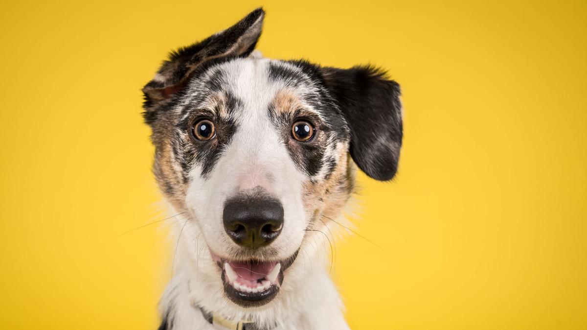 犬猫に付いたノミを駆除する方法 ライフハッカー ジャパン