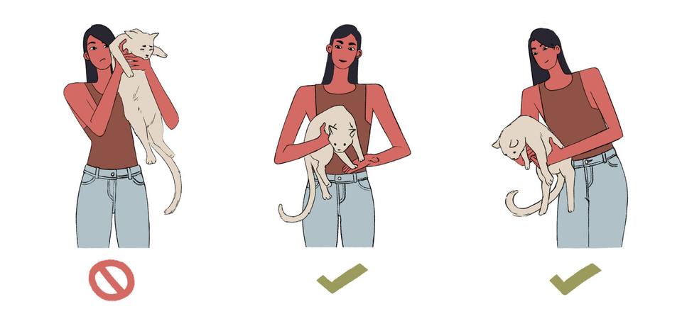 猫の抱き方3つ(2)