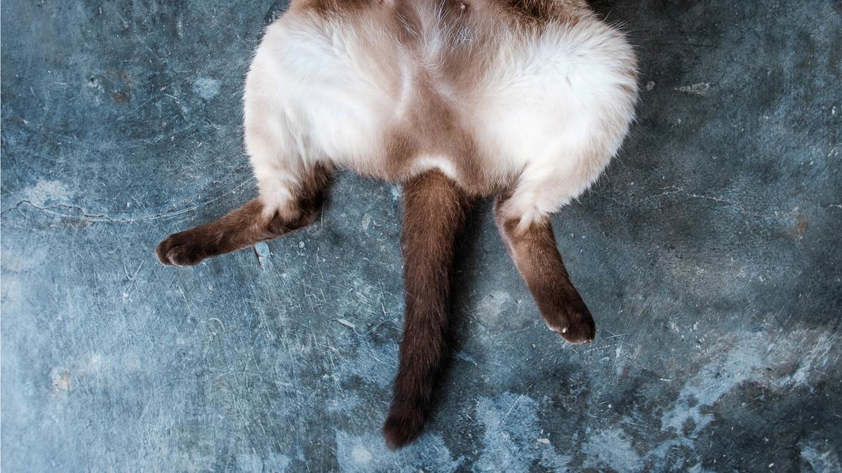 太り気味の猫がダイエットに挑戦 その結果は ライフハッカー ジャパン 太り気味の猫がダイエットに挑戦 その結果は ライフハッカー ジャパン