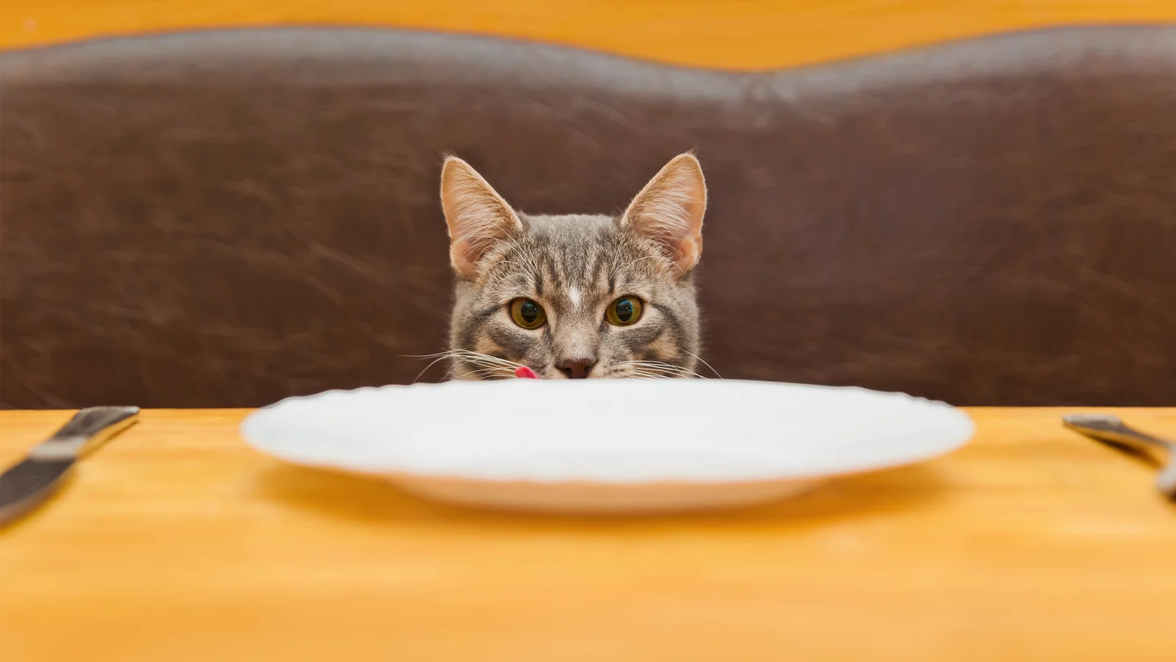 猫の餌は1日に何回あげるのがいい 適切な食事回数は ライフハッカー 日本版