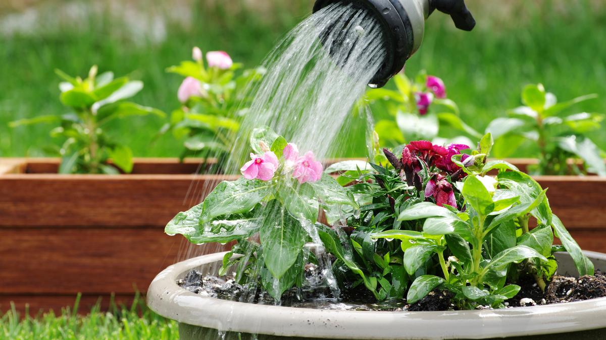 日照り続きでも植物を元気に育てる方法 ライフハッカー ジャパン 日照り続きでも植物を元気に育てる方法 ライフハッカー ジャパン