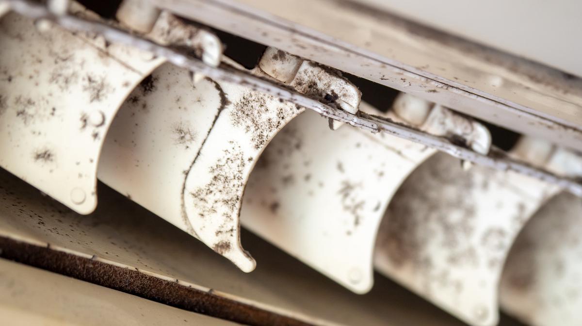 車のシートやエアコンのカビを簡単に除去する方法 ライフハッカー ジャパン