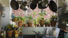 キッチンでも強く育つ観葉植物3選