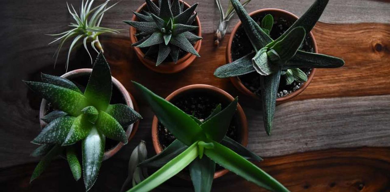 引っ越しのとき自宅にある観葉植物を上手に運ぶコツ ライフハッカー 日本版