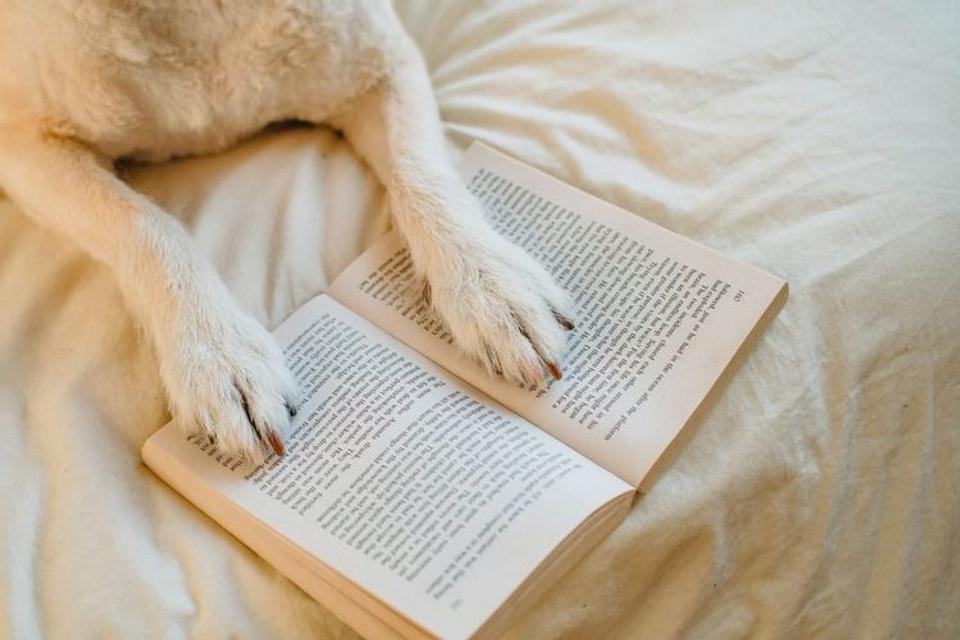 犬が手で本を開いているところ