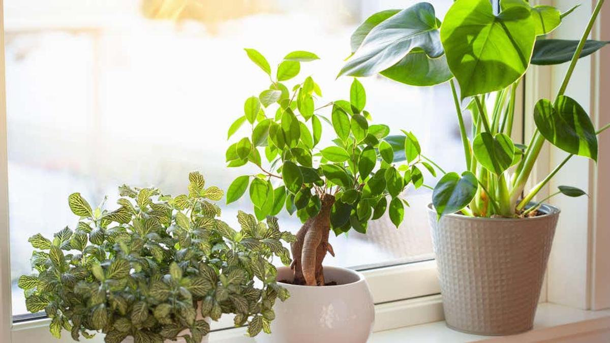 夏の直射日光を好む屋内植物13選 ライフハッカー ジャパン