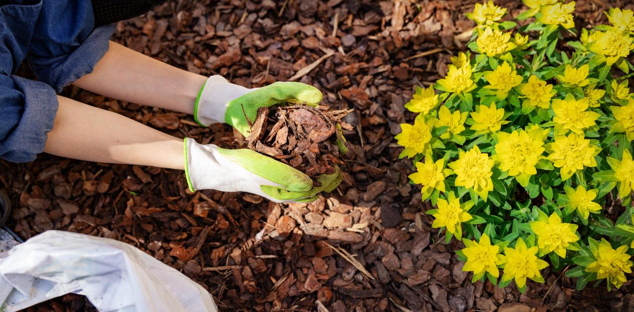 花壇や庭にマルチングを施す方法 ライフハッカー 日本版