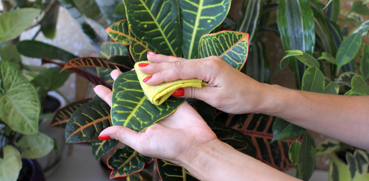 見落としがちな 観葉植物の掃除 方法 ライフハッカー ジャパン