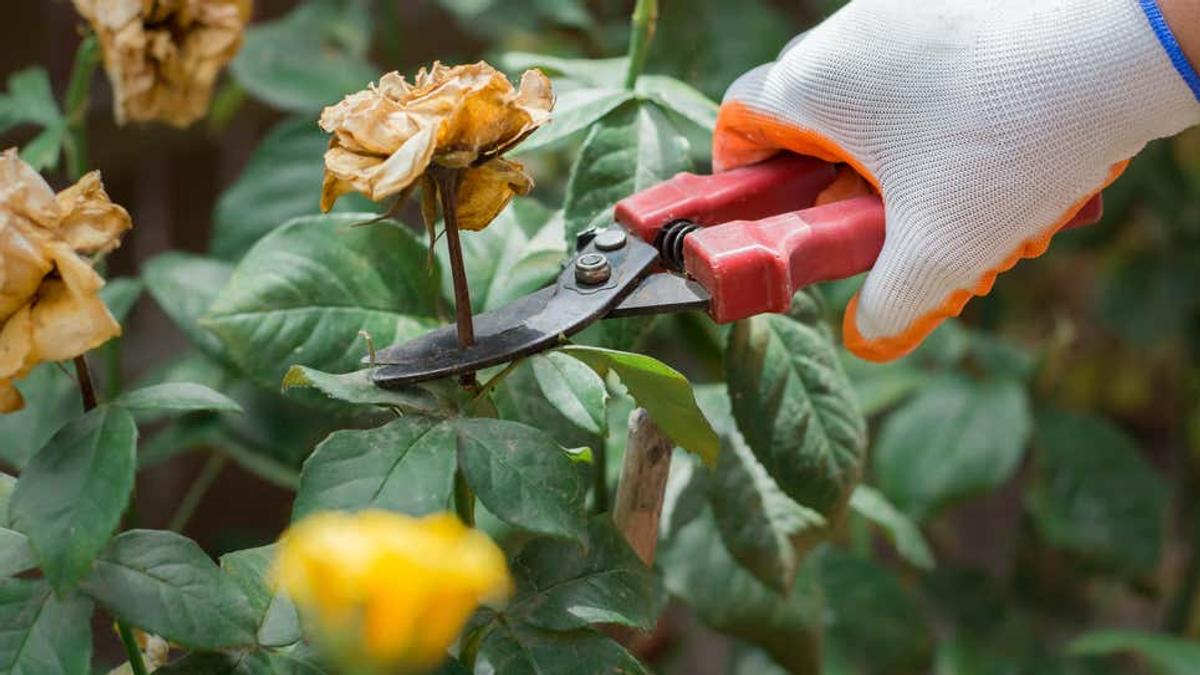 花に活力を与えるテクニック 花がら摘み とは ライフハッカー ジャパン