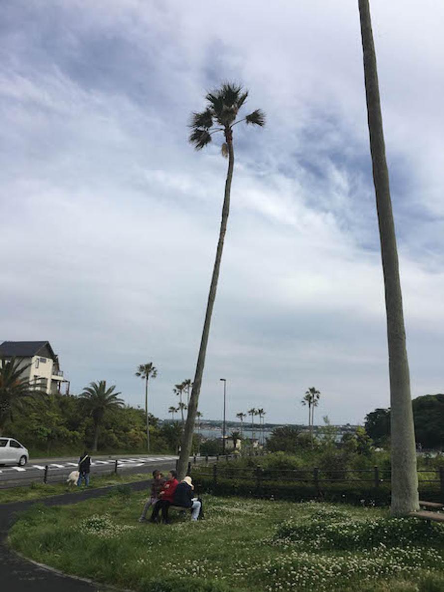 18.04.26昼佐島の丘