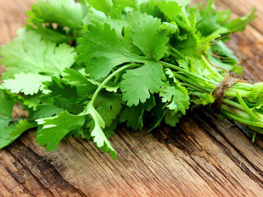 1805_coriander_top