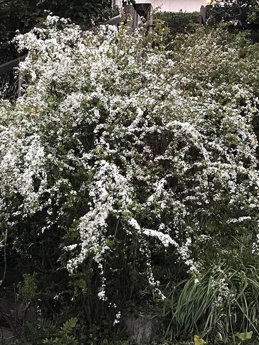 植物