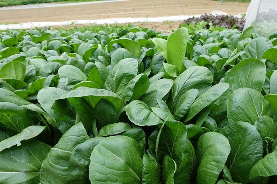 野菜
