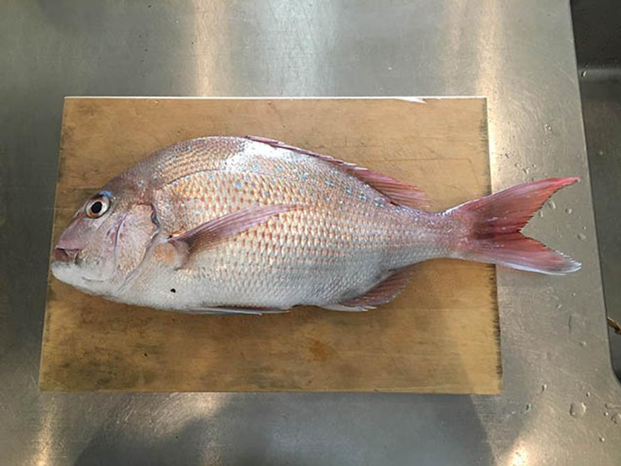 鯛48cm