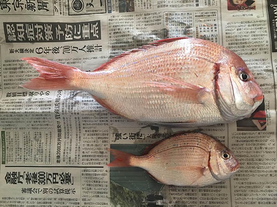 鯛