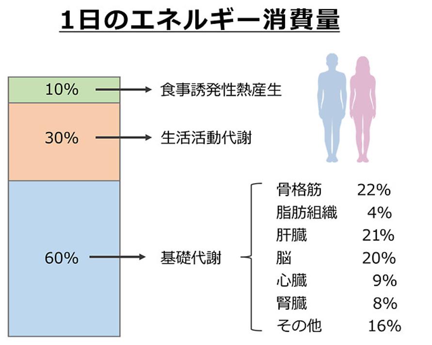 一日のエネルギー消費量