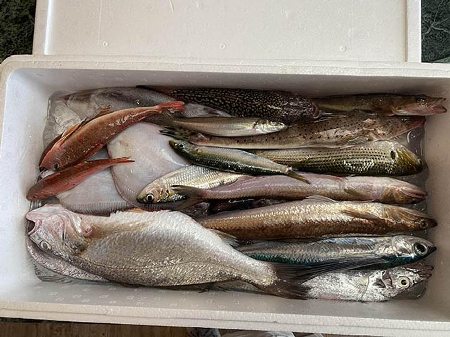 鮮魚