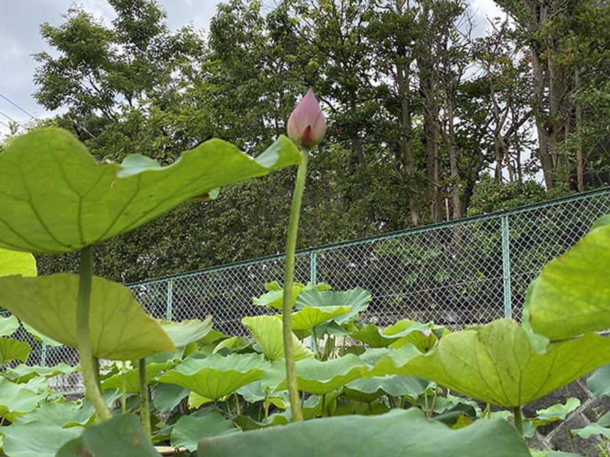 Rosenのハスの花
