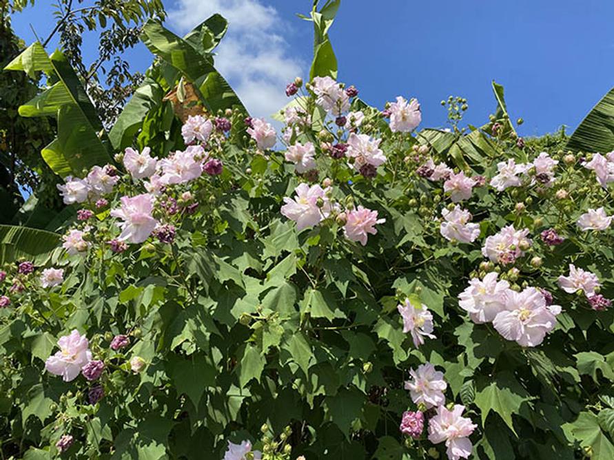 青空と疲れた花