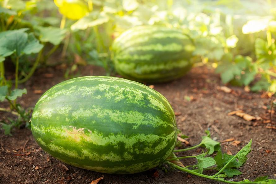 shutterstock_1757240006