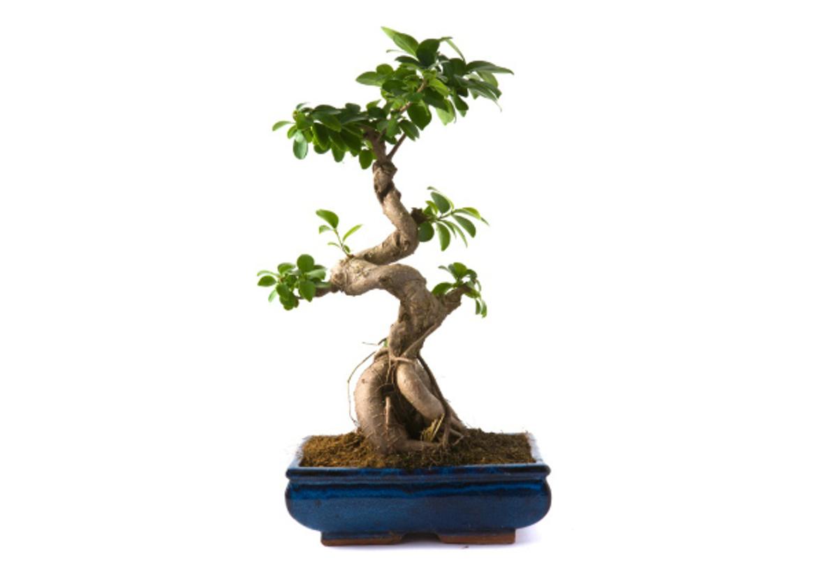 おうちで植物】精霊が宿る「ガジュマルの木」で幸福を呼ぼう | ROOMIE 