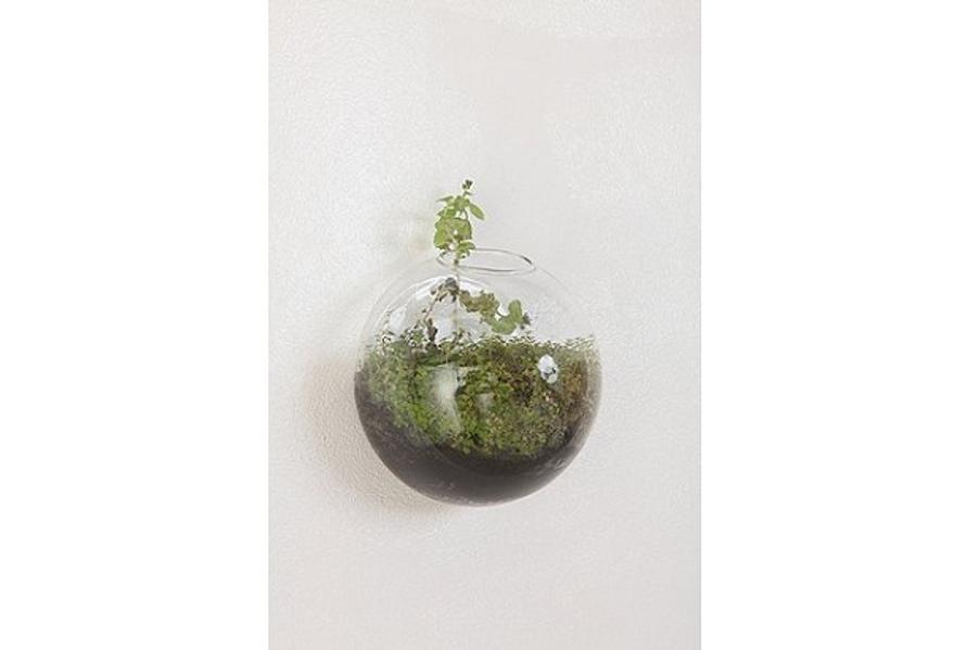 120622Terrarium3
