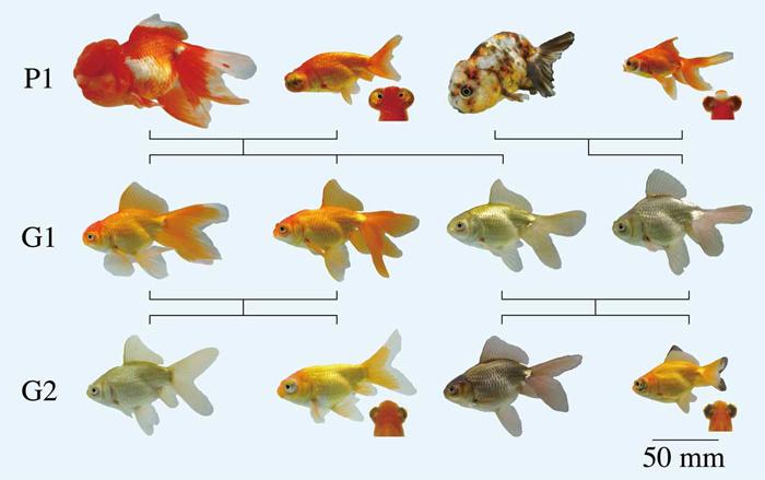 金魚のためのアート？ 「金魚解放運動」ってなんだろう | ROOMIE