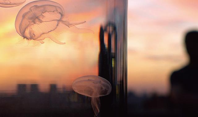 ドーム型のガラスケースに入れられた昆虫オブジェ | ROOMIE（ルーミー）