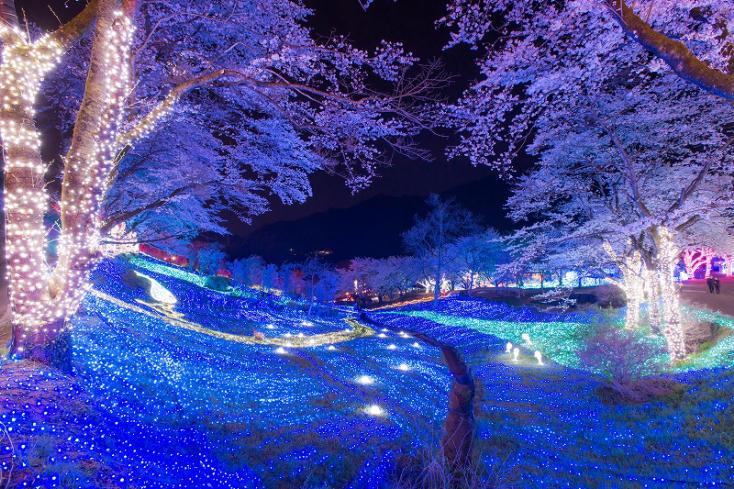 これぞ「エクストリーム花見」！アトラクションに乗りながら2500本の