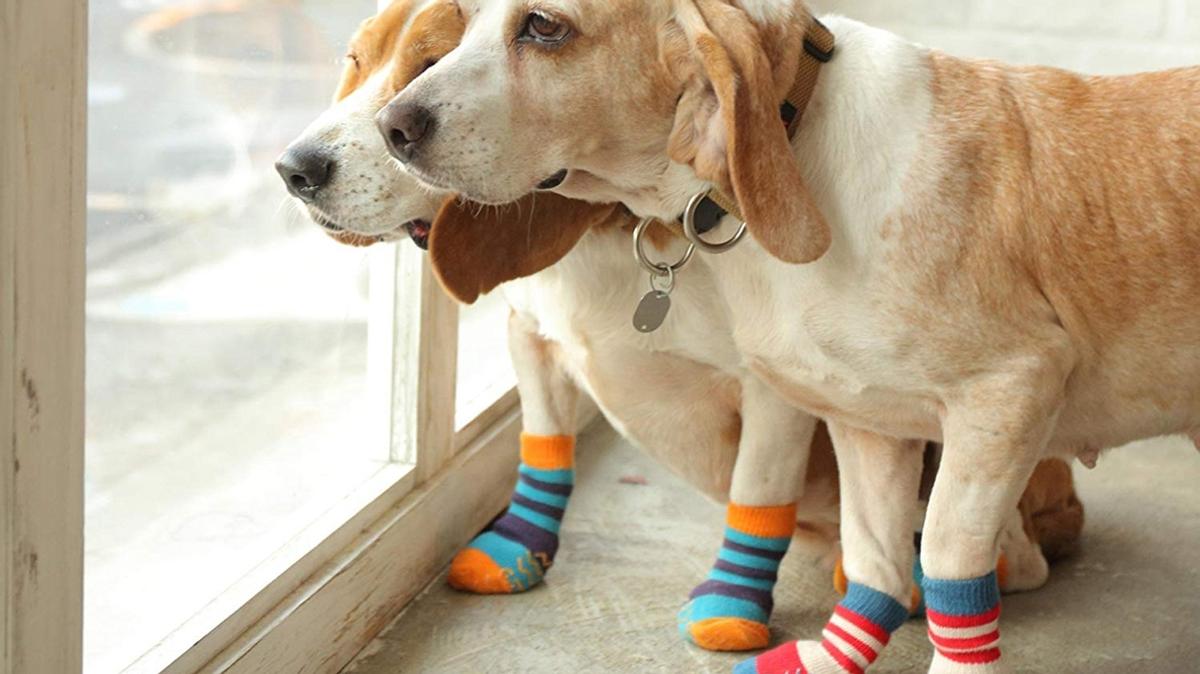 子犬に犬用ブーツを履かせる訓練方法