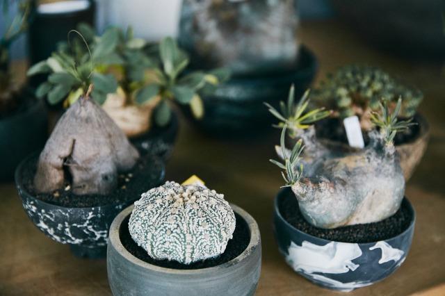 ボタナイズ　バナケン　点描画　ポスター　塊根植物　多肉植物　希少　レア　数量限定 塊根植物のカリスマ・横町 健氏が手掛ける、スペシャリティ