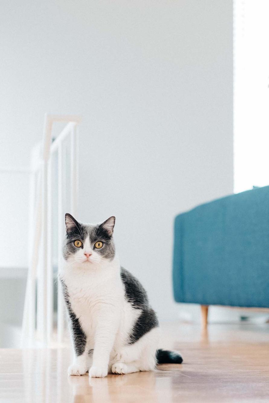 猫好き夫婦が暮らす建築家設計物件