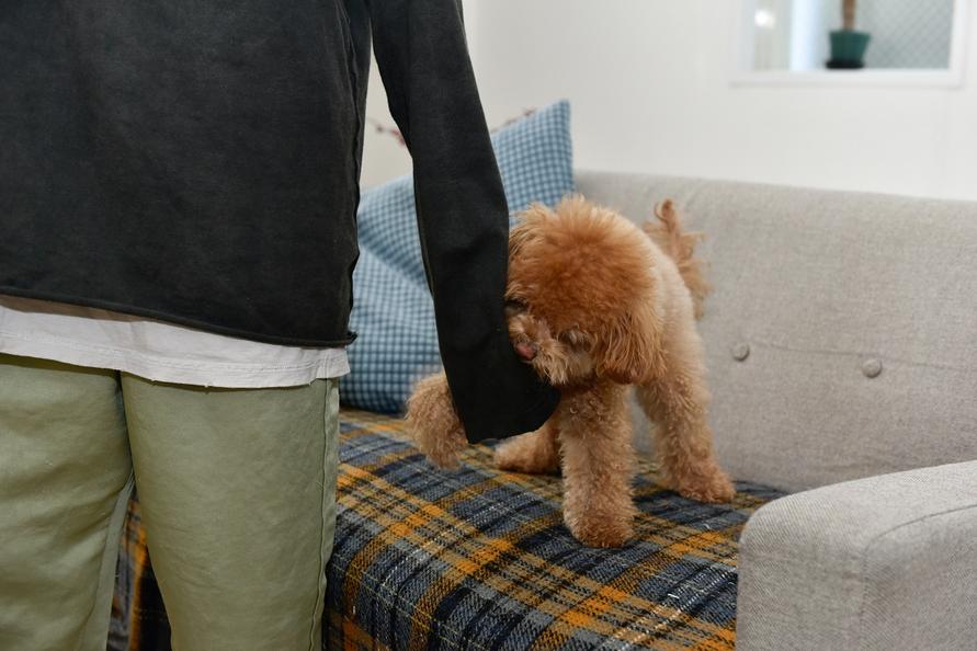 愛犬ちゃちゃまる