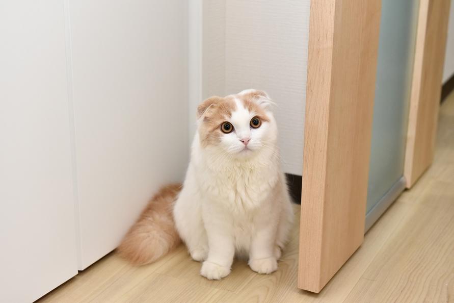 愛猫・こむすびたろう