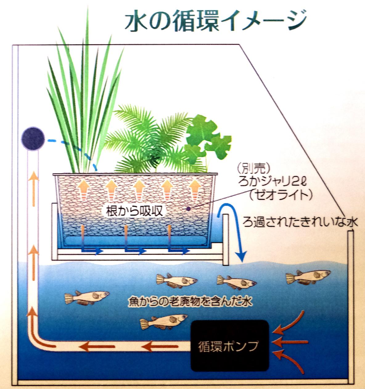 小さな水槽から地球環境を考える。サカナといっしょに植物を育てる 